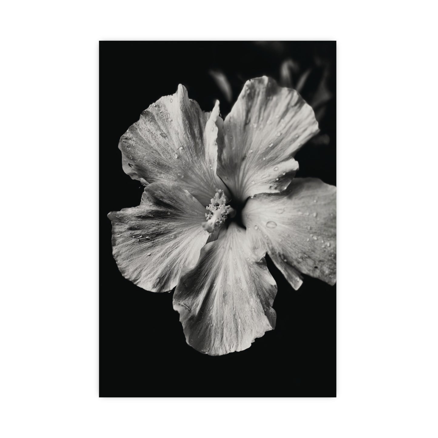 Dew-Kissed Hibiscus - Black and White Poster Print | Monochrome Wall Art | Digital Download or Physical Print