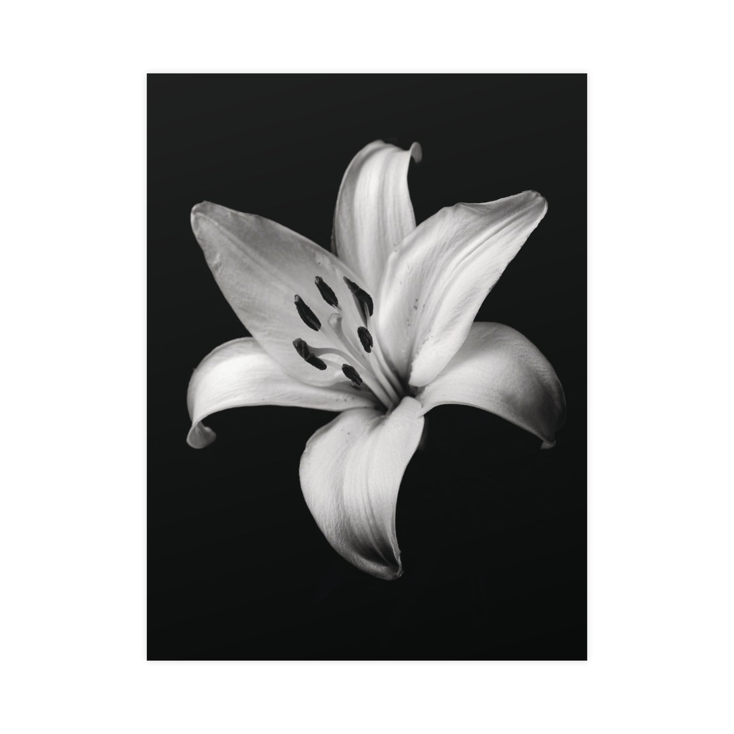 Lovely Lily - Black and White Poster Print | Monochrome Wall Art | Digital Download or Physical Print