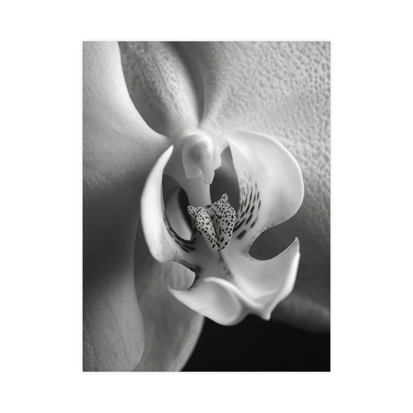 Delicate Orchid Part 2 - Black and White Poster Print | Monochrome Wall Art | Digital Download or Physical Print