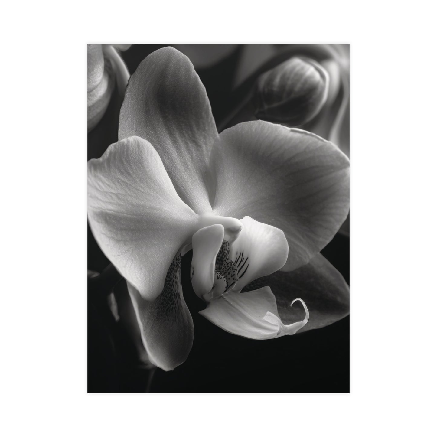 Delicate Orchid Part One - Black and White Poster Print | Monochrome Wall Art | Digital Download or Physical Print