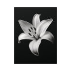 Lovely Lily - Black and White Wall Art | Floral Art Prints | Instant Printable Download or Physical Print