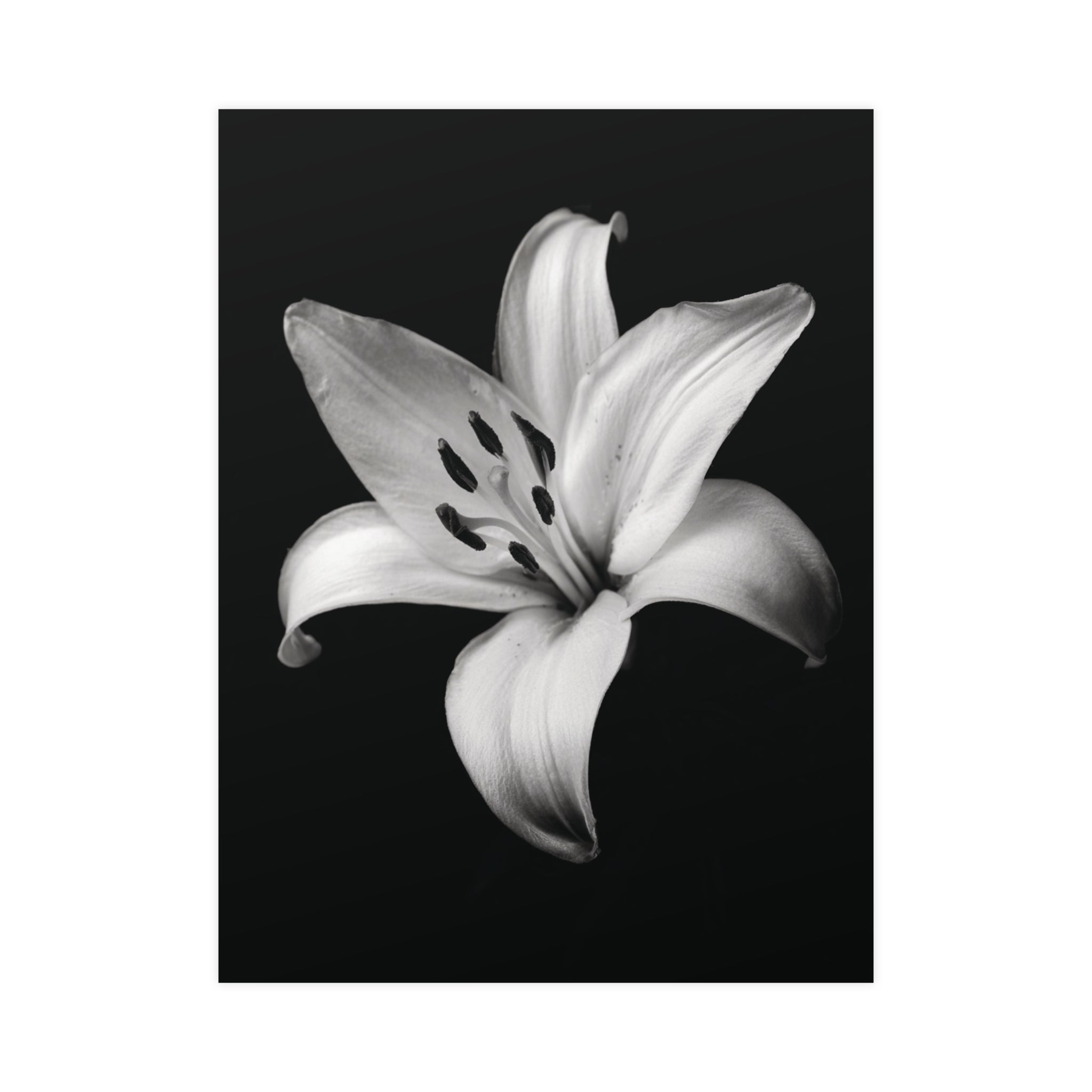 Lovely Lily - Black and White Wall Art | Floral Art Prints | Instant Printable Download or Physical Print