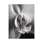 Delicate Orchid II - Black and White Wall Art | Abstract Art Prints | Instant Printable Download or Physical Print