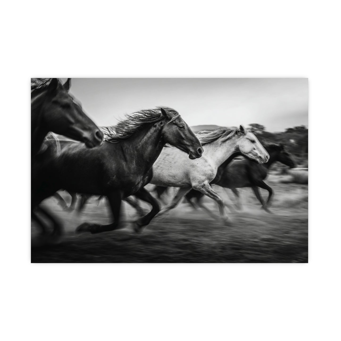 Freedom - Black and White Poster Print | Monochrome Wall Art | Digital Download or Physical Print