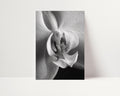Delicate Orchid II - Black and White Wall Art | Abstract Art Prints | Instant Printable Download or Physical Print