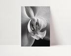 Delicate Orchid II - Black and White Wall Art | Abstract Art Prints | Instant Printable Download or Physical Print