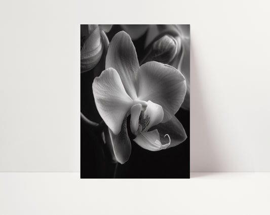 Delicate Orchid Part One - Black and White Poster Print | Monochrome Wall Art | Digital Download or Physical Print