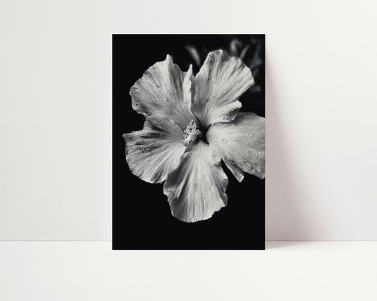 Dew-Kissed Hibiscus - Black and White Poster Print | Monochrome Wall Art | Digital Download or Physical Print