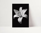 Lovely Lily - Black and White Wall Art | Floral Art Prints | Instant Printable Download or Physical Print