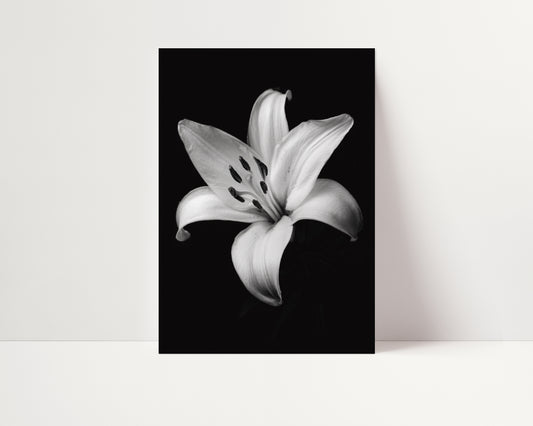 Lovely Lily - Black and White Poster Print | Monochrome Wall Art | Digital Download or Physical Print