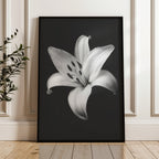 Lovely Lily - Black and White Wall Art | Floral Art Prints | Instant Printable Download or Physical Print