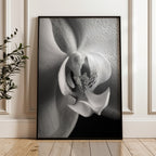 Delicate Orchid II - Black and White Wall Art | Abstract Art Prints | Instant Printable Download or Physical Print