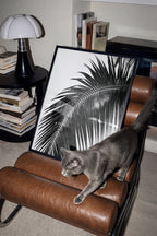 A gray cat walks across a brown leather lounge chair in a living room setting, with a large black and white framed palm leaf print leaning against the chair behind it.